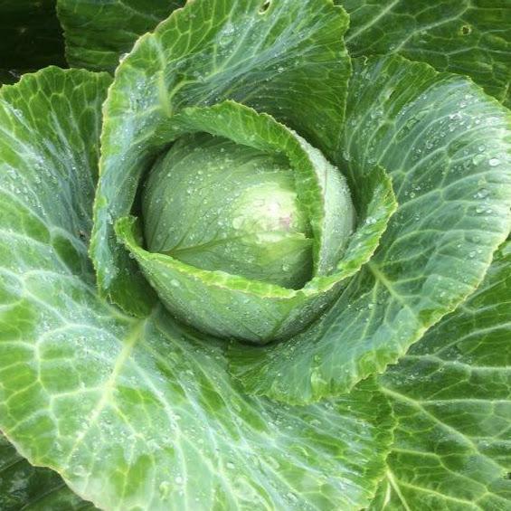 Fresh Early Jersey Wakefield cabbage from Hudson Valley Seed Co., showcasing its leafy green head and crisp texture.