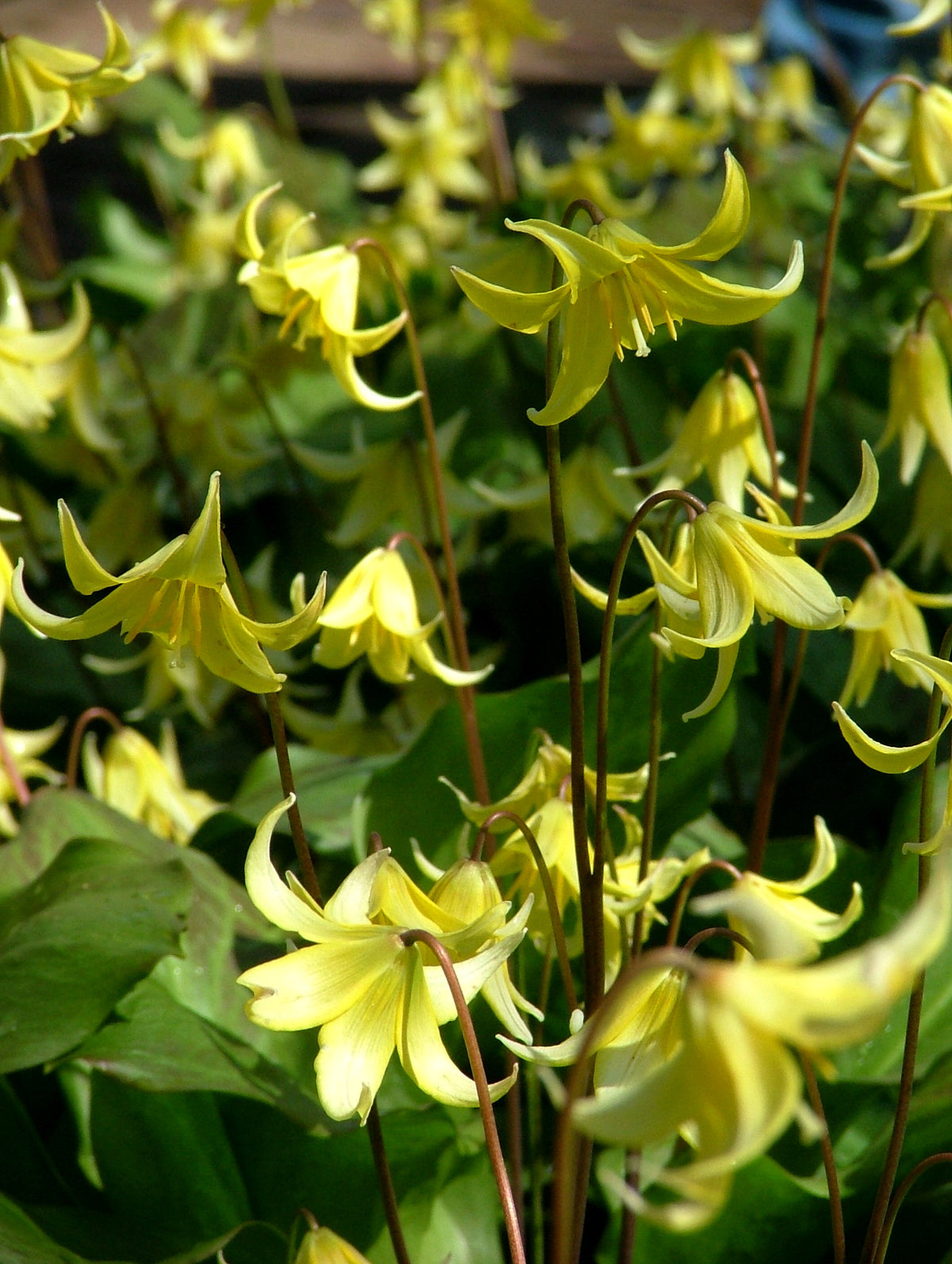 Bright yellow Erythronium californicum &