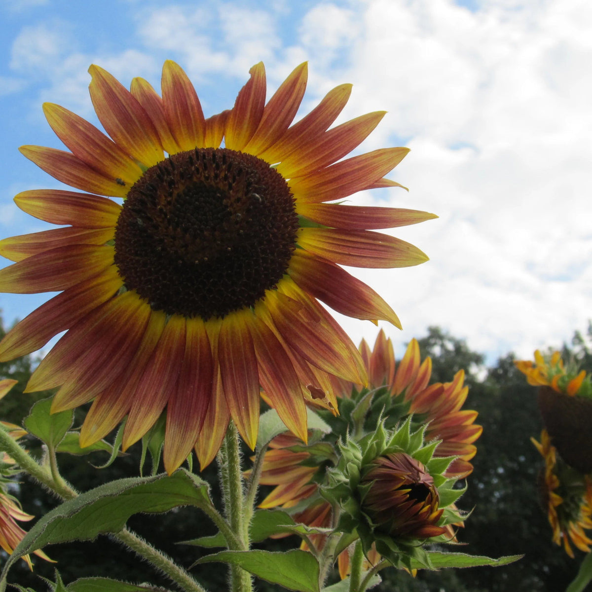 Bright yellow Evening Sun sunflower flower from Hudson Valley Seed Co. with large petals and dark center.