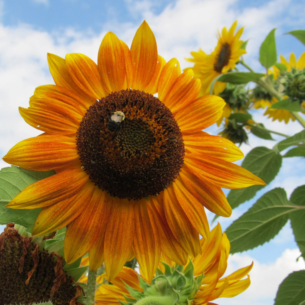 Bright yellow Evening Sun sunflower flower from Hudson Valley Seed Co. showcasing large blooms and vibrant petals.