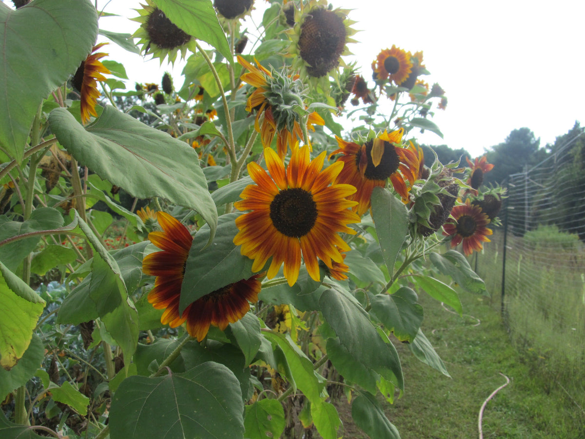 Bright yellow Evening Sun sunflower flower, vibrant blooms from Hudson Valley Seed Co. with large petals and dark center.