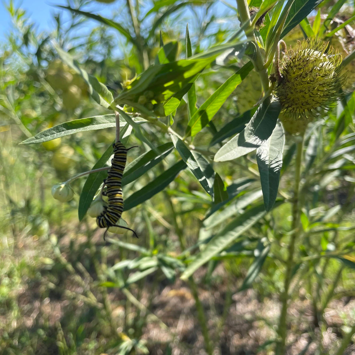 Close-up of hairy milkweed flowers (Gomphocarpus) with soft, fuzzy textures and vibrant green foliage in the background.