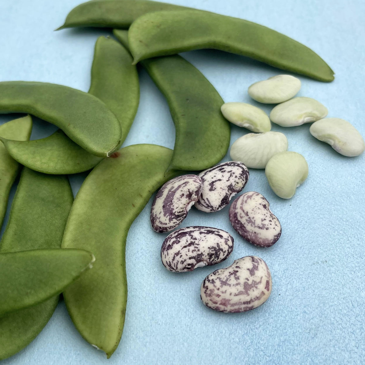 Fresh Jackson Wonder Lima beans, vibrant green vegetables in a close-up shot showcasing their smooth, curved shape and healthy appearance.