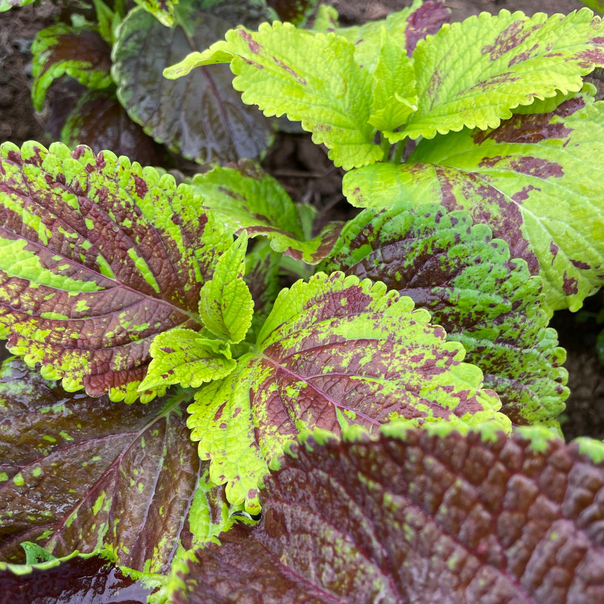 Colorful Rainbow Mix Coleus flowers with vibrant foliage, from Hudson Valley Seed Co., displayed in a garden setting.