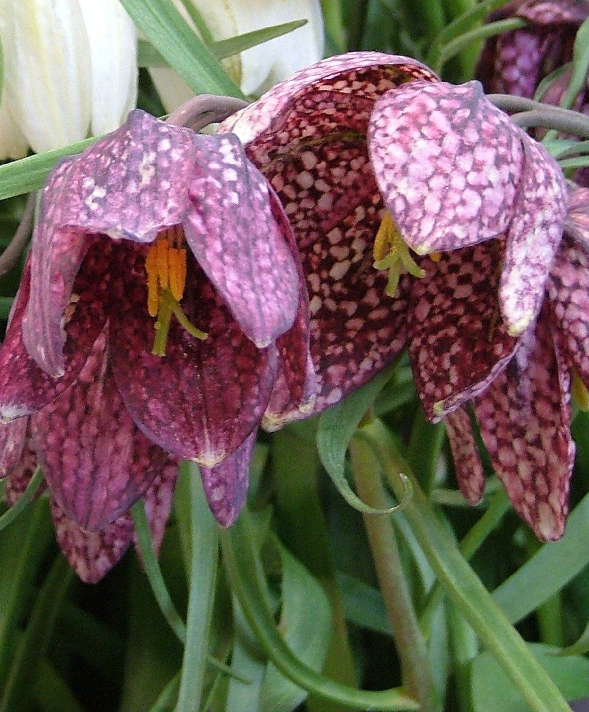 Colorful Fritillaria meleagris flowers from Hudson Valley Seed Co., showing delicate checkered petals in a garden setting.