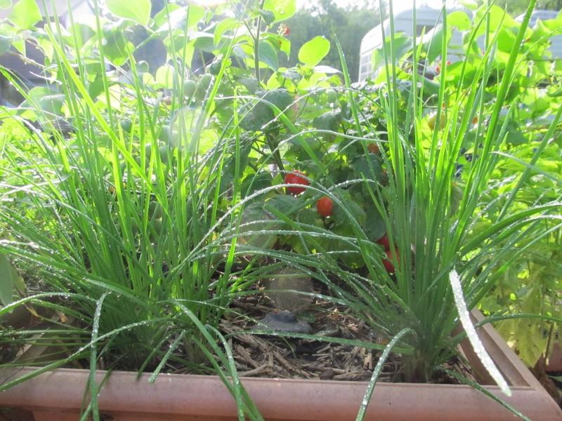 Fresh garlic chives herb from Hudson Valley Seed Co., displaying long green stems and tender leaves on a natural background.