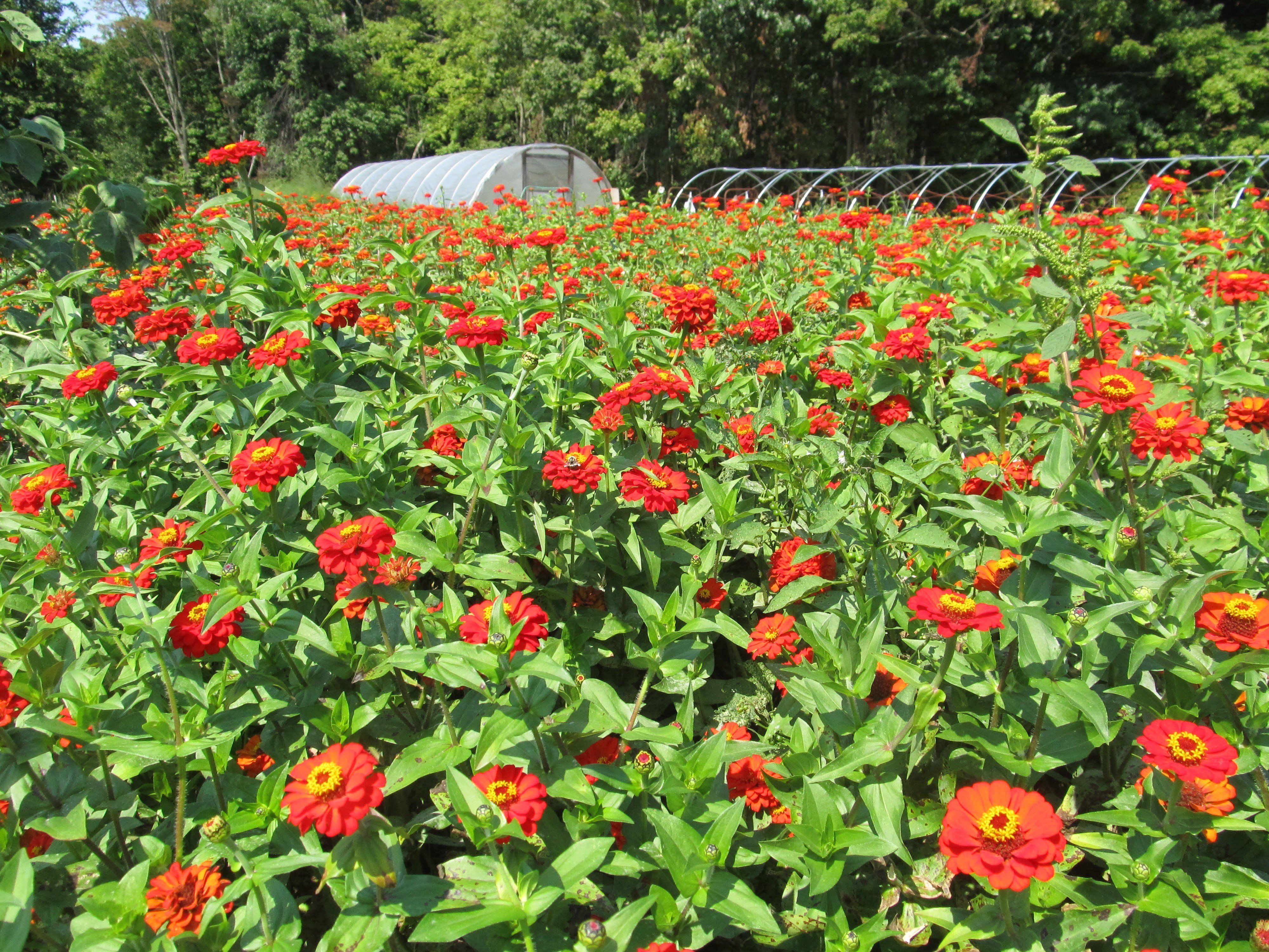 Colorful Zinnia flowers from Hudson Valley Seed Co. arranged as a gift, showcasing vibrant blooms and lush green foliage.