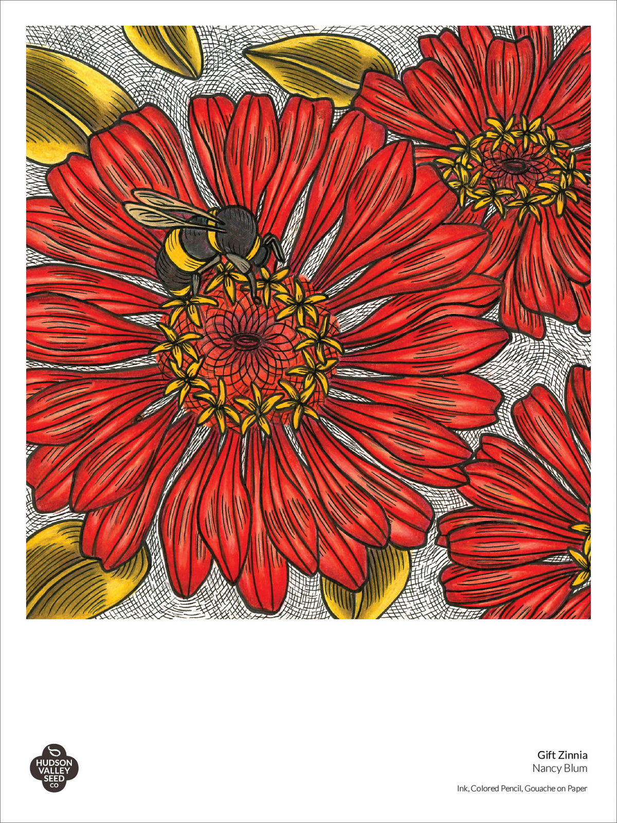 Fine art poster featuring vibrant zinnia flowers by Hudson Valley Seed Co., ideal for gift or decor.