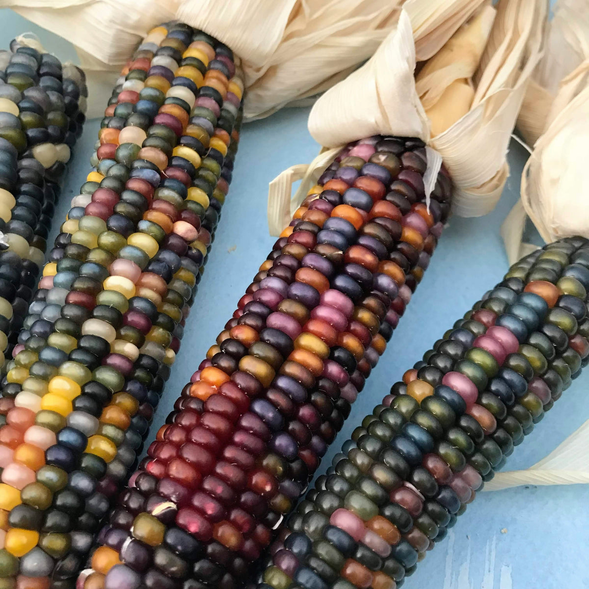 Vivid Glass Gem Corn displaying colorful, translucent kernels on the cob, produced by Hudson Valley Seed Co.