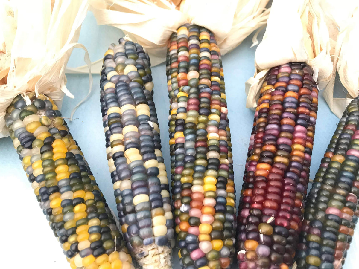 Colorful Glass Gem Corn, vibrant heirloom vegetables from Hudson Valley Seed Co. with multicolored kernels and glossy appearance.