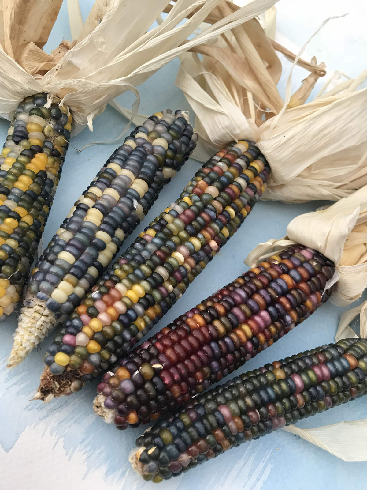 Vibrant glass gem corn vegetables from Hudson Valley Seed Co., showcasing colorful, glossy kernels on the cob.