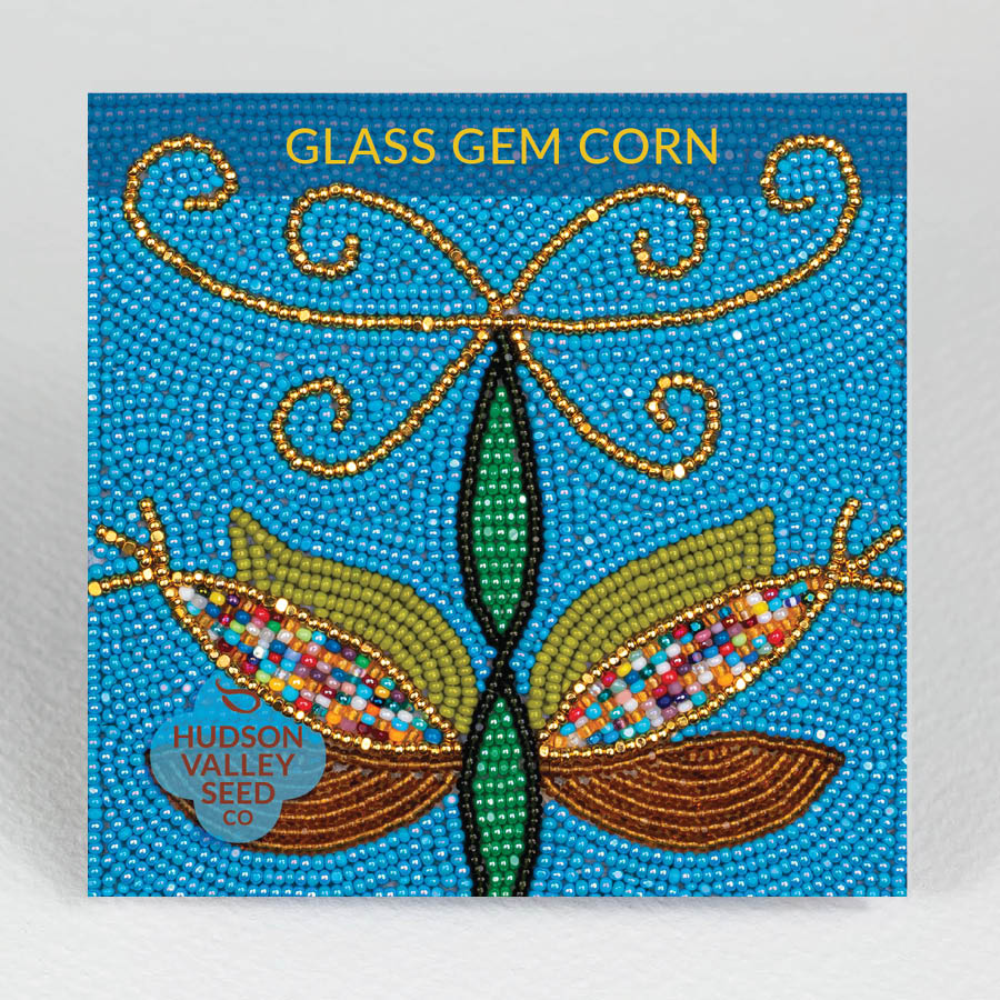 Vibrant glass gem corn vegetables with colorful, reflective kernels displayed in a natural setting, from Hudson Valley Seed Co.