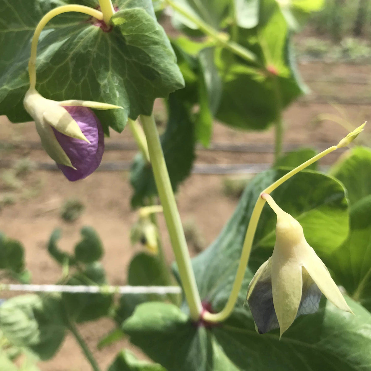Golden sweet snow peas from Hudson Valley Seed Co. displayed in a vegetable vendor setting, showcasing fresh, vibrant pea pods.