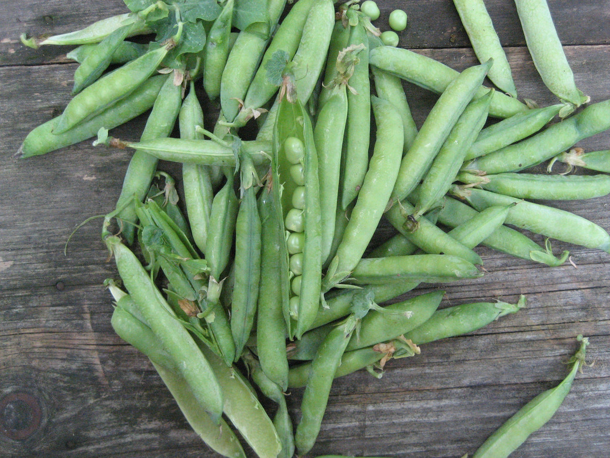 Fresh green arrow shell peas from Hudson Valley Seed Co. displayed in a rustic setting with vibrant green pods.