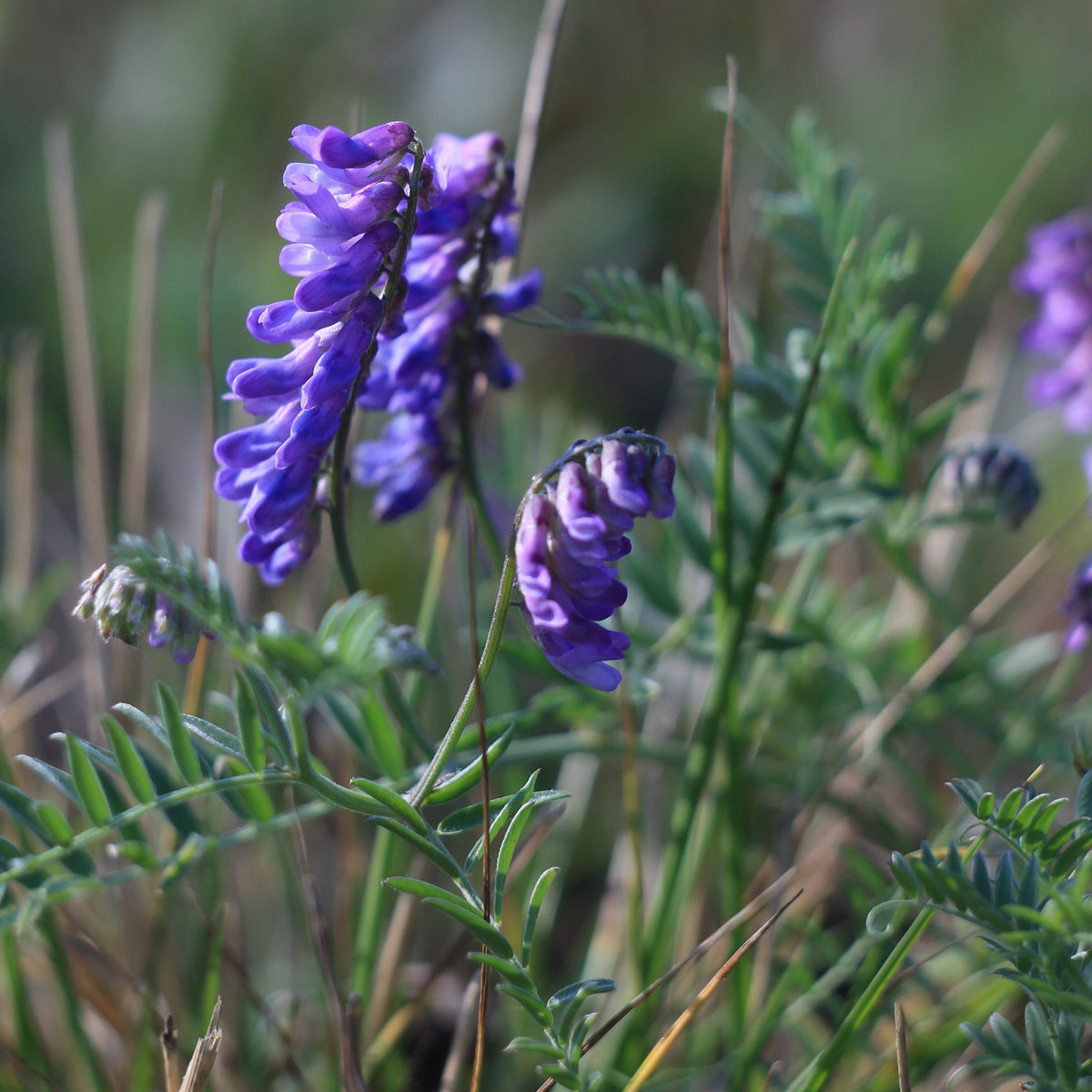 Close-up of Hairy Vetch cover crop seed packet from Hudson Valley Seed Co., showcasing the seed variety and branding.