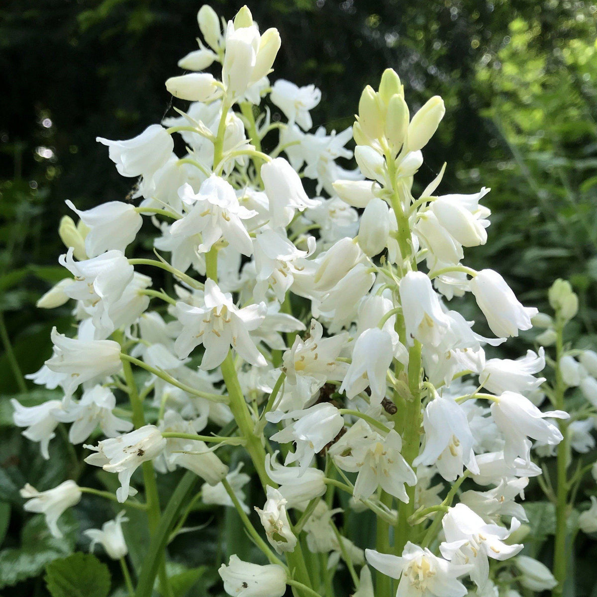 White Hyacinthoides hispanica &