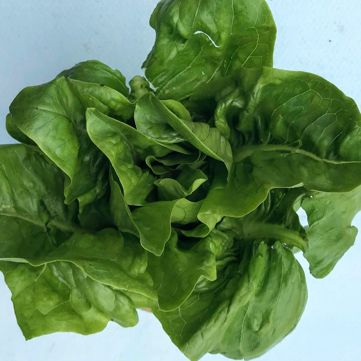 Fresh Amish Deer Tongue Lettuce from Hudson Valley Seed Co., displaying elongated, crisp green leaves on a vibrant vegetable plant.