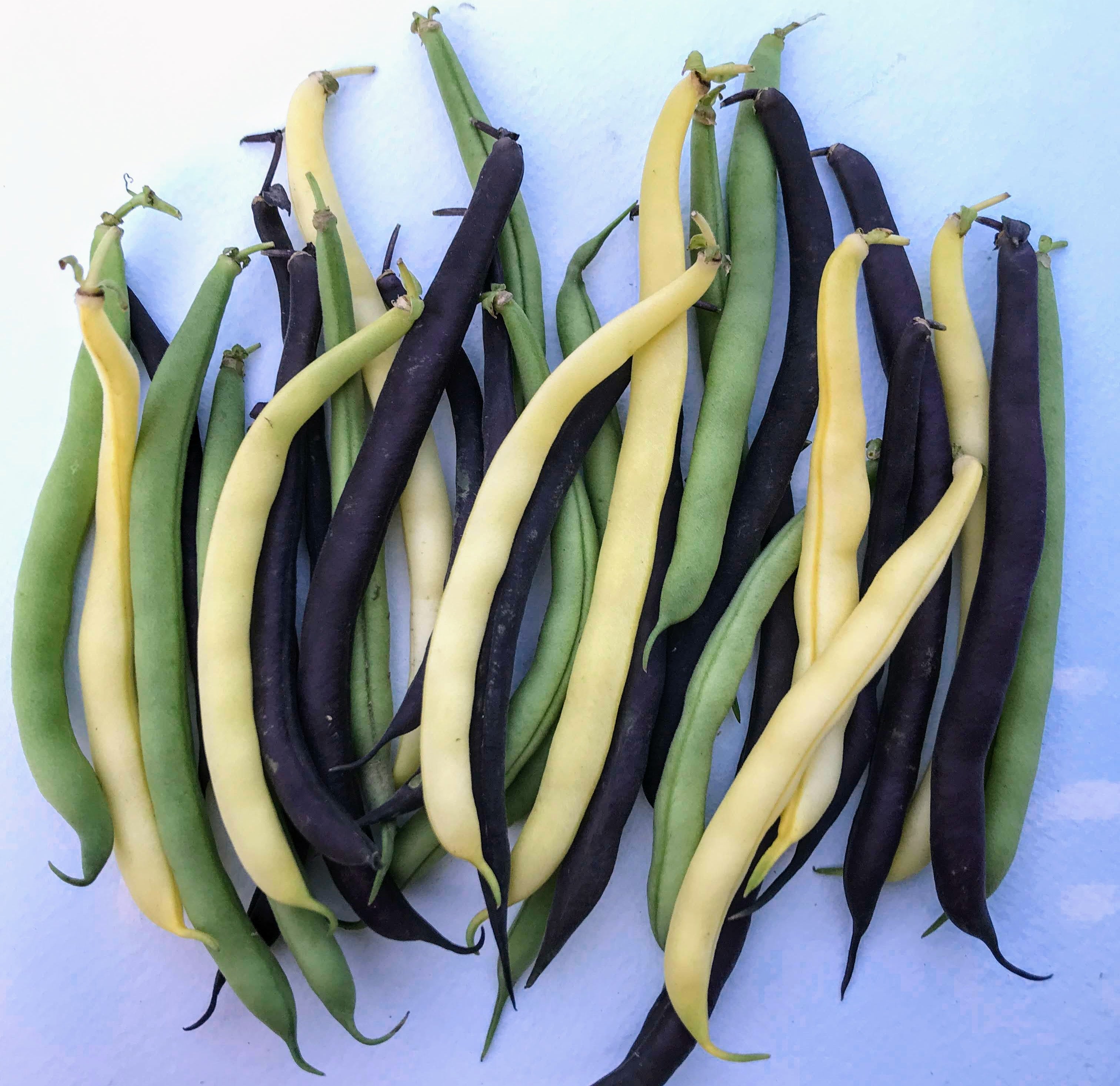 Tri-color bush bean blend vegetables from Hudson Valley Seed Co. with green, yellow, and purple beans in a garden setting.