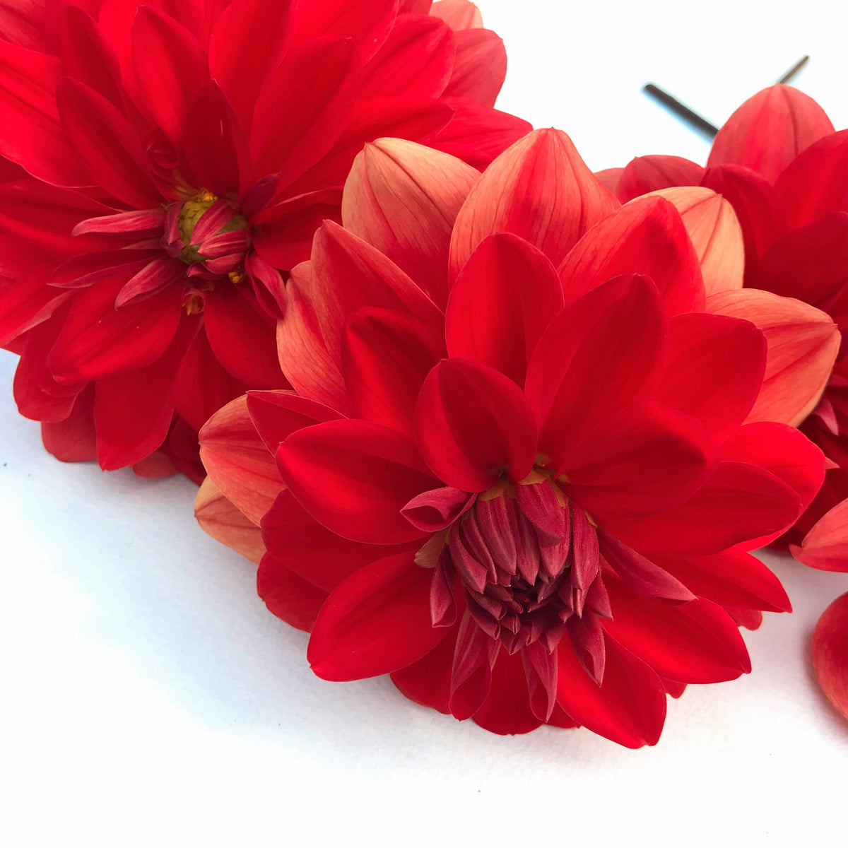 Sunset Dahlia flower tuber from Patricia Ann&