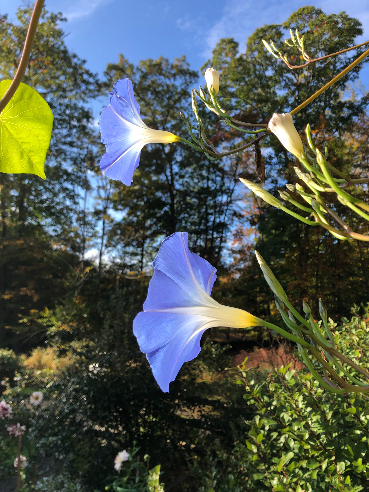 Heavenly Blue Morning Glory flower from Hudson Valley Seed Co., vibrant blue blossoms with green foliage.