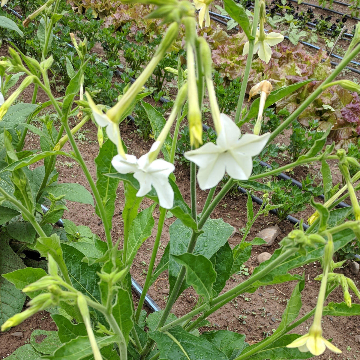 Jasmine-scented Nicotiana flowers with delicate white blooms, grown by Hudson Valley Seed Co., ideal for garden and floral arrangements.