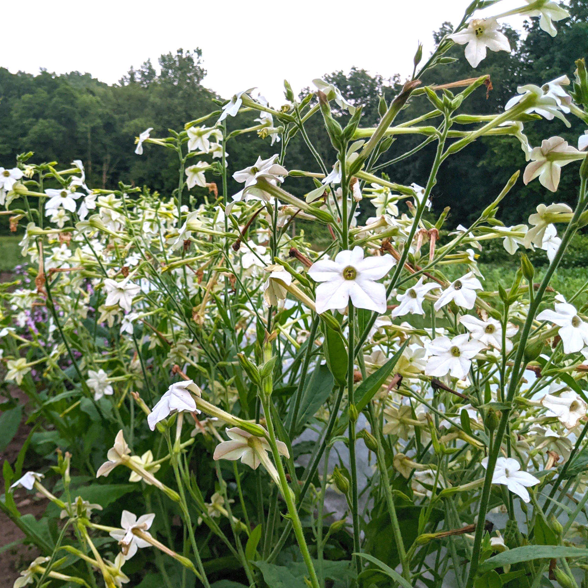 Jasmine-scented Nicotiana flowers with white trumpet-shaped blooms, grown by Hudson Valley Seed Co.