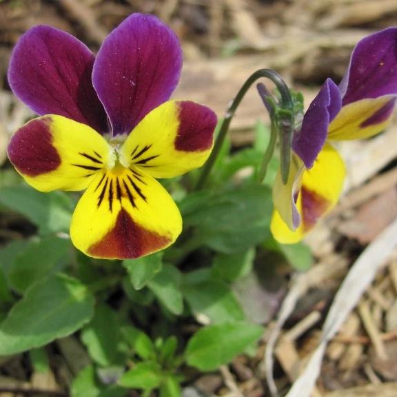 Vibrant Johnny Jump-Up flowers in purple, blue, and yellow blooms, grown by Hudson Valley Seed Co., blooming in a garden setting.