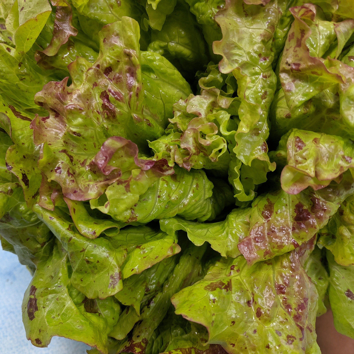 Fresh Joker lettuce vegetable from Hudson Valley Seed Co., shown in a vendor display with vibrant green leaves.