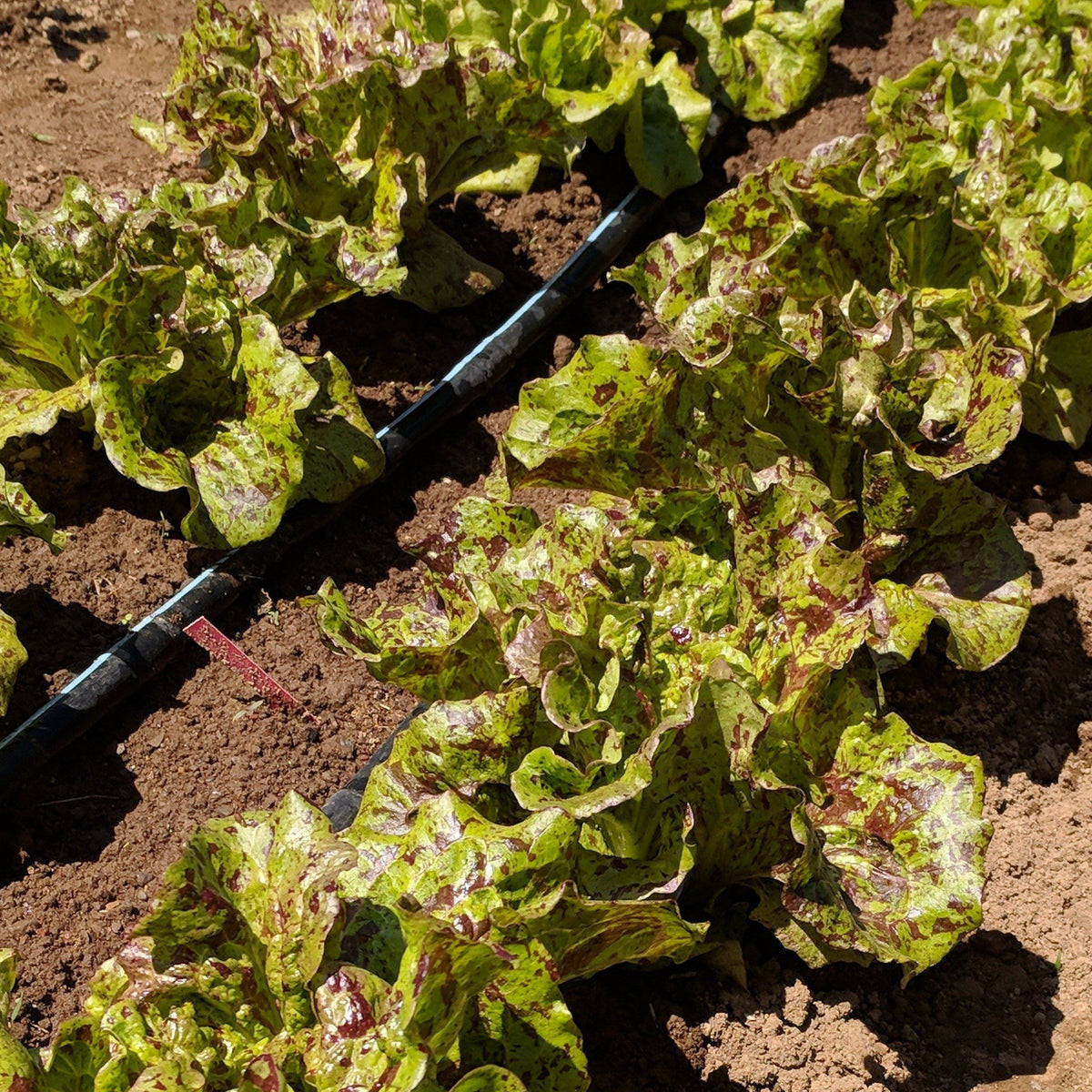 Fresh Joker Lettuce vegetable from Hudson Valley Seed Co., showcasing vibrant green leaves and crisp texture.