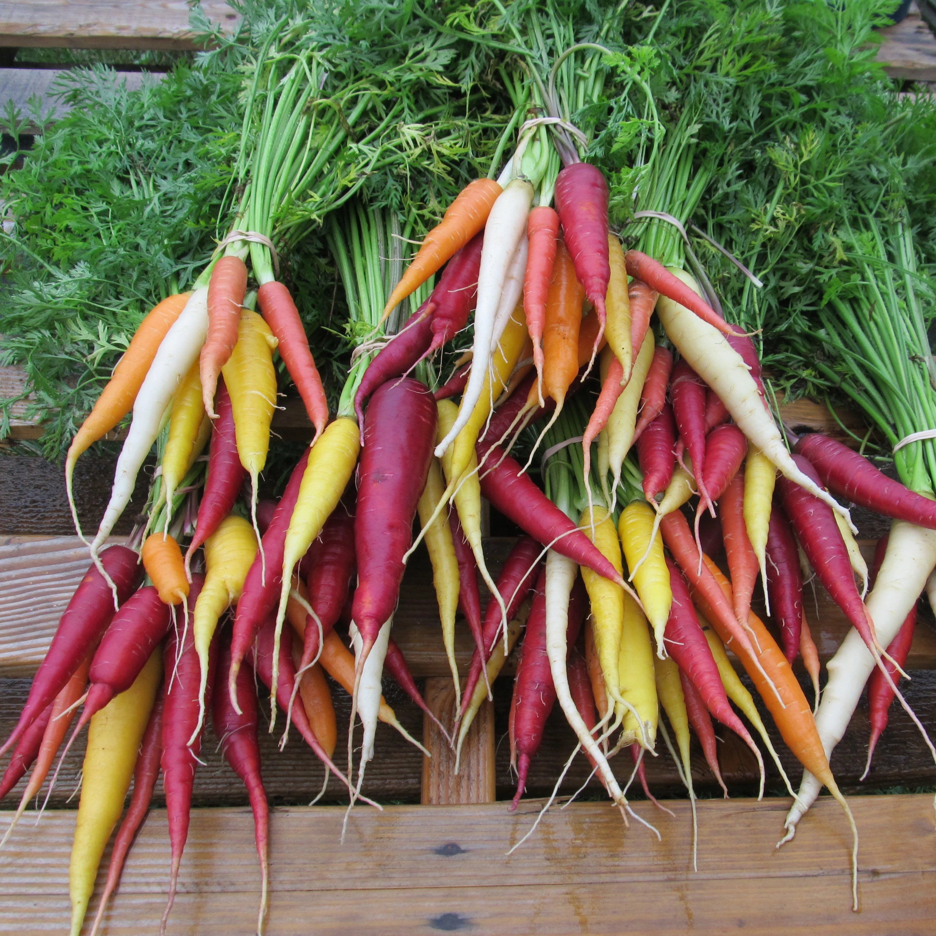 Colorful kaleidoscope carrots from Hudson Valley Seed Co. showcasing vibrant orange, purple, and yellow vegetable bunch.