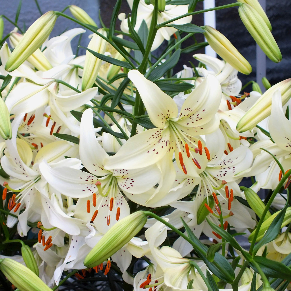 Close-up of Asiatic Lily &