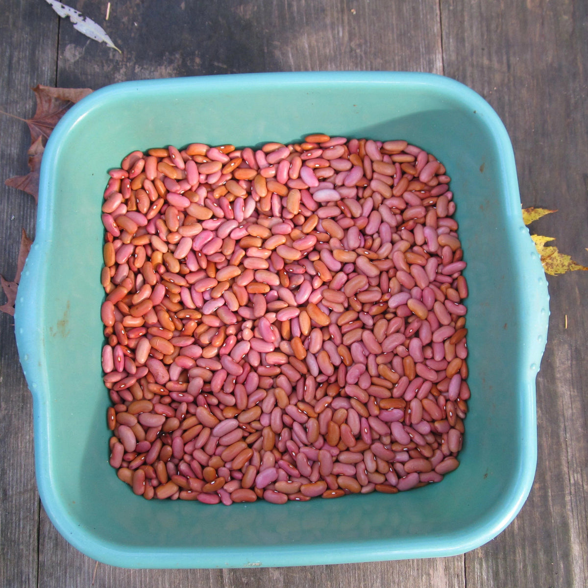 Light red kidney bush bean from Hudson Valley Seed Co., fresh vegetables with vibrant color and plump, kidney-shaped beans.