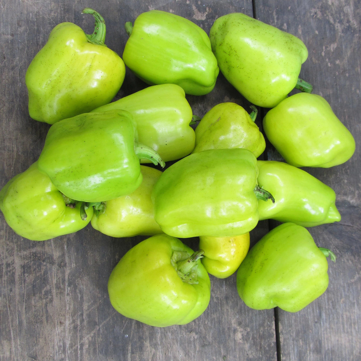 Fresh Little Bells Sweet Pepper from Hudson Valley Seed Co., vibrant green and red vegetables on display.