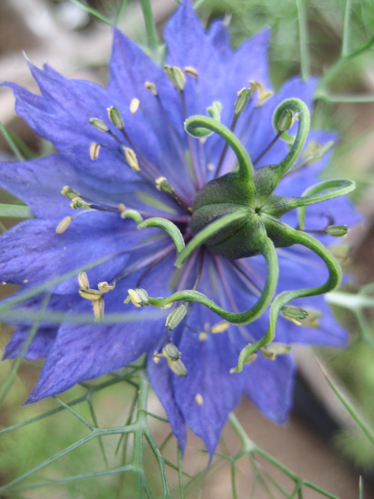 Pink and purple Love-in-a-Mist flowers from Hudson Valley Seed Co. with delicate, feathery foliage and intricate flower blossoms.