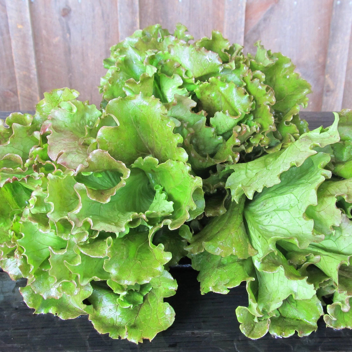 Fresh magenta lettuce from Hudson Valley Seed Co., vibrant leafy vegetable with deep purple and green hues.