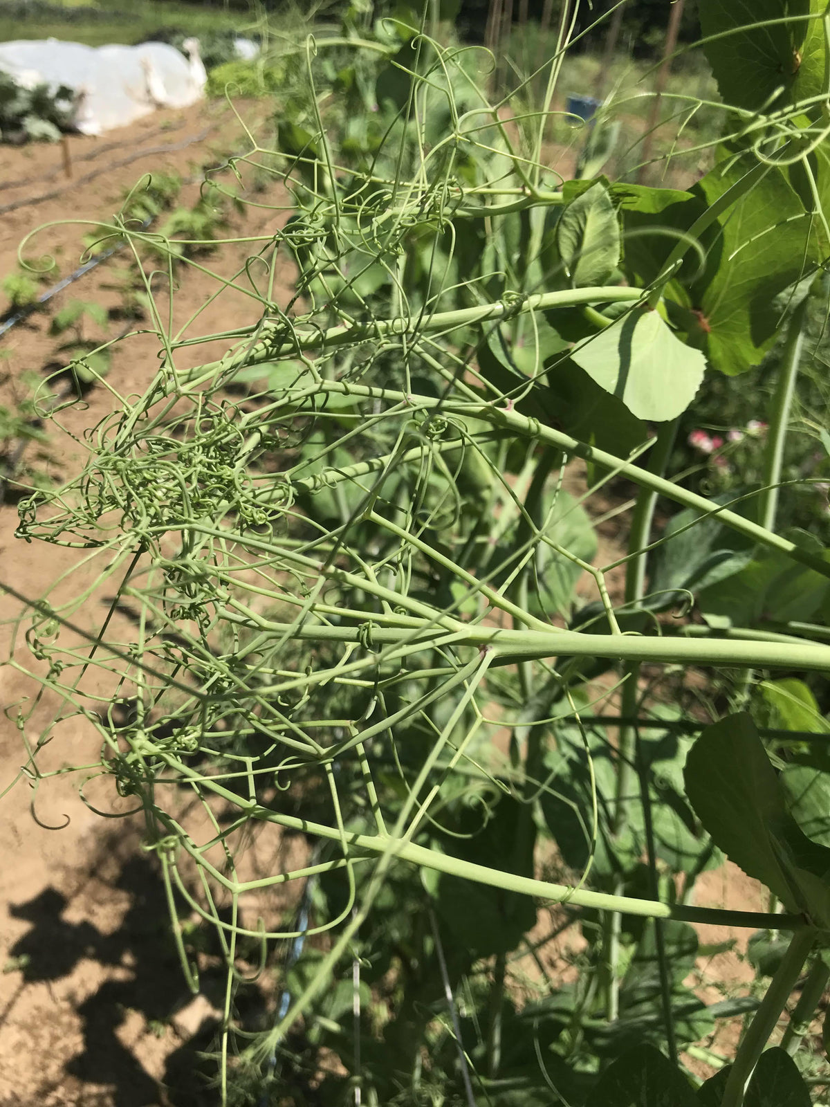 Fresh Magnolia Blossom Snap Pea vegetable from Hudson Valley Seed Co., with vibrant green pods and delicate bloom details.