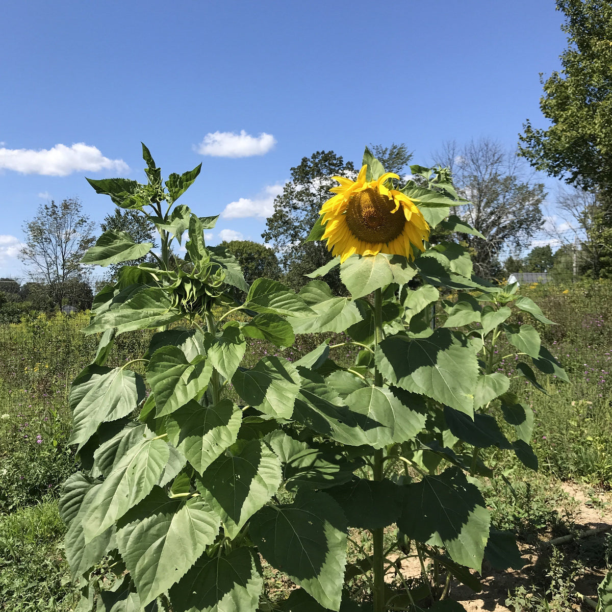 Gray-striped Mammoth sunflower flower from Hudson Valley Seed Co. with large blooms and vibrant sunflower petals.