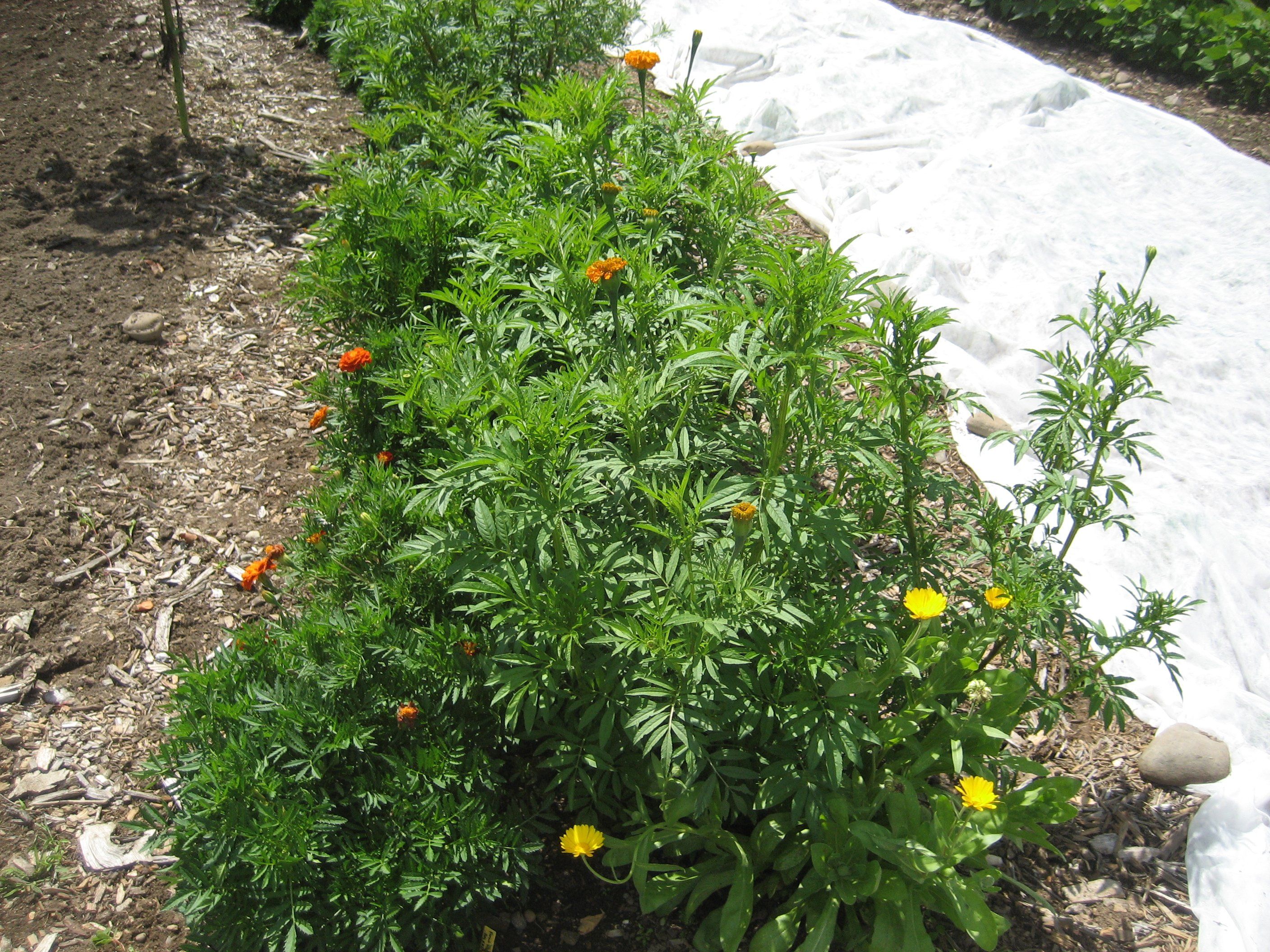 Vivid marigold flowers in a colorful medley, showcasing bright orange and yellow blooms from Hudson Valley Seed Co.