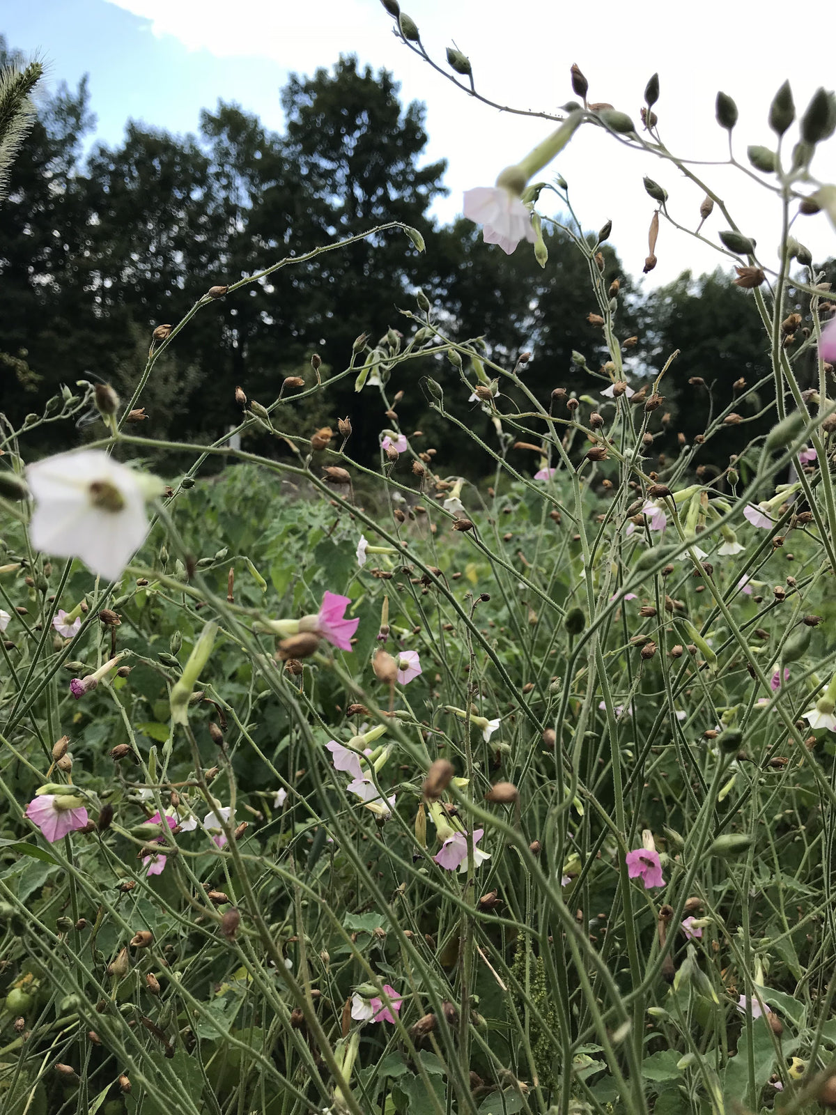 Close-up of Marshmallow Nicotiana flowers, vibrant white blooms with green foliage, from Hudson Valley Seed Co.