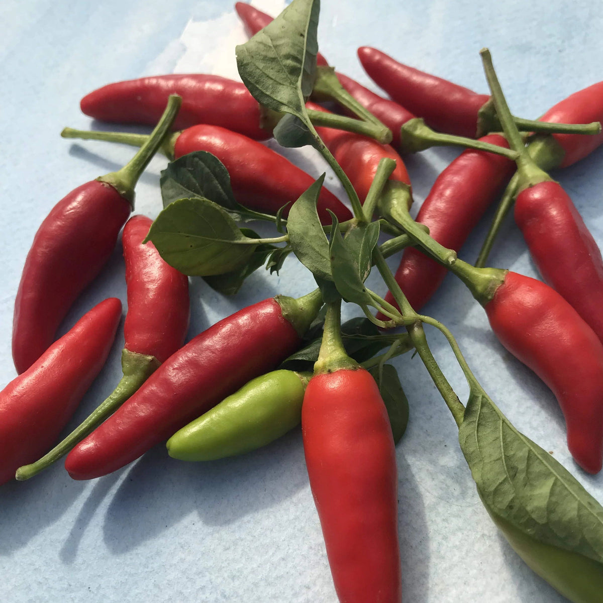 Fresh Matchbox peppers, vibrant vegetables from Hudson Valley Seed Co., displayed on a vendor&