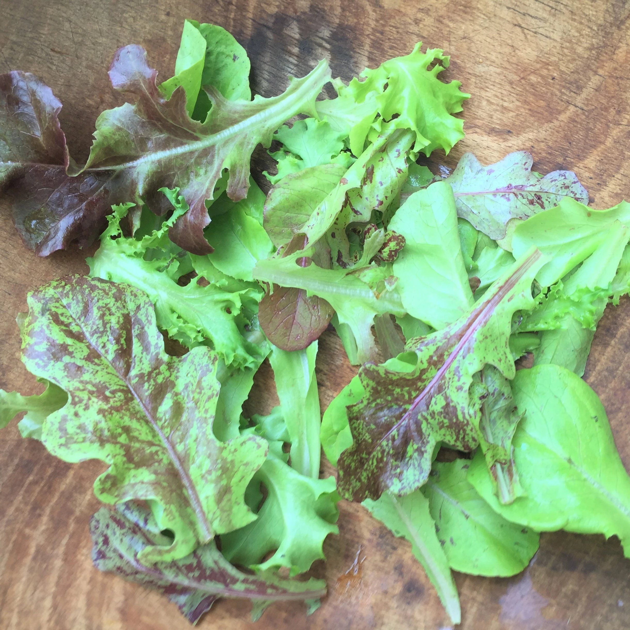 Fresh Metta Lettuce Mix vegetables from Hudson Valley Seed Co., showcasing vibrant, leafy greens in a natural setting.