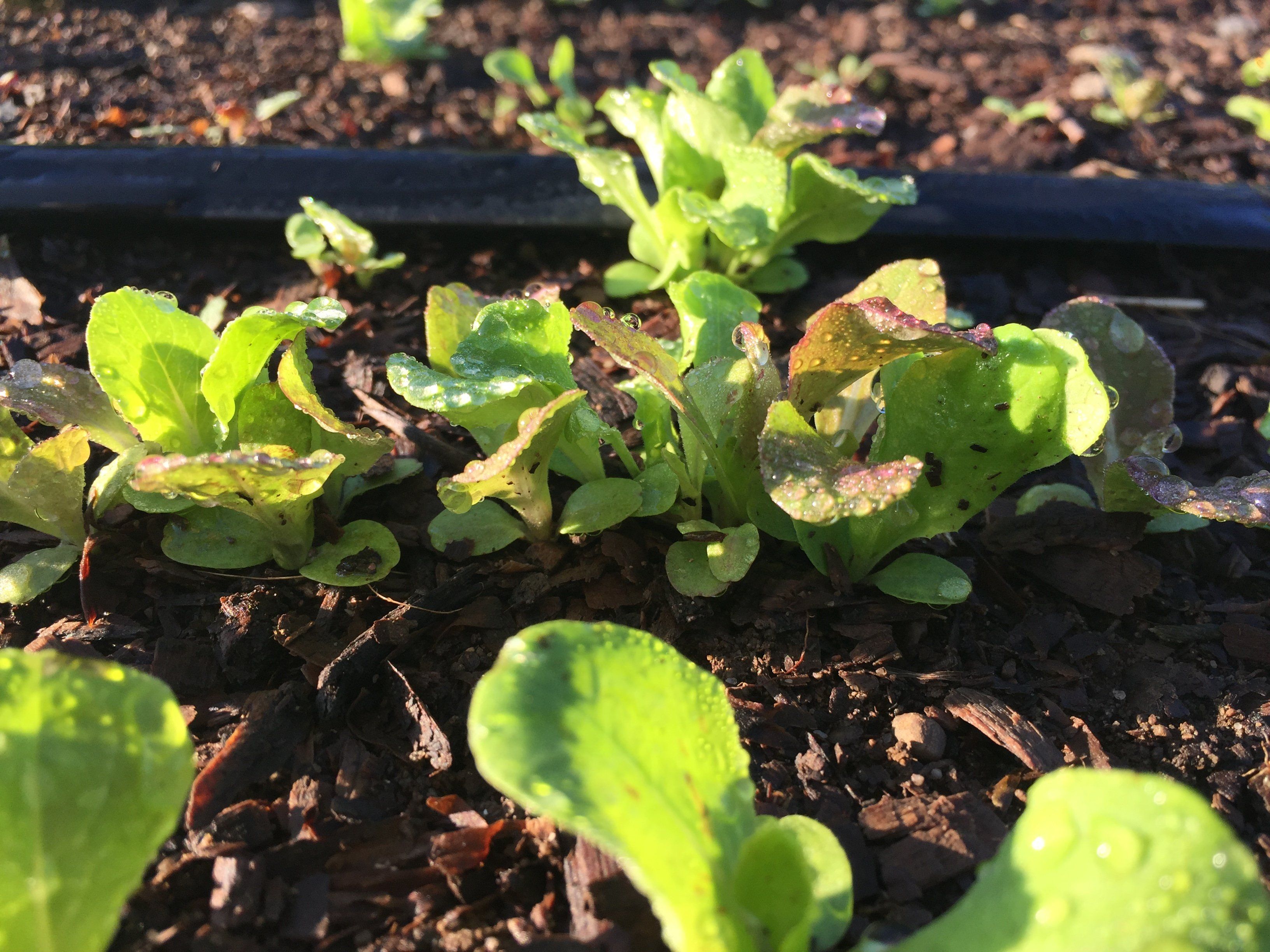 Fresh Metta Lettuce Mix vegetables from Hudson Valley Seed Co., showcasing vibrant mixed leafy greens.