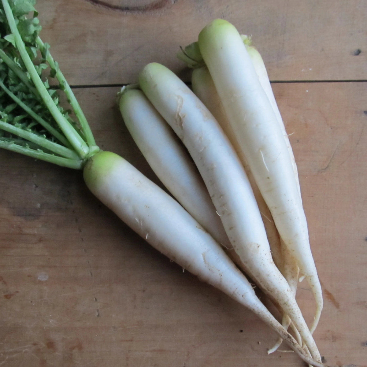 Fresh Minowase Daikon radish from Hudson Valley Seed Co., showcasing its long, white, crisp vegetable ready for harvest.