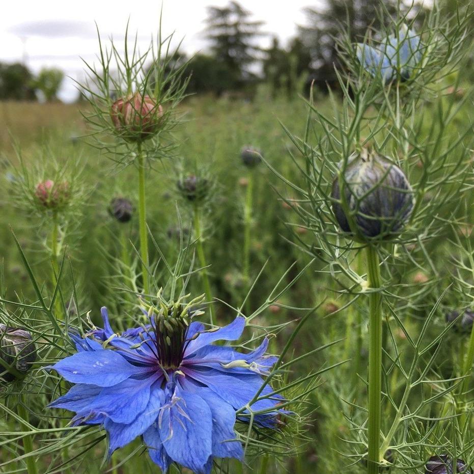 Bright Miss Jekyll Nigella Mix flowers in vibrant shades, featuring delicate petals and lush green foliage from Hudson Valley Seed Co.