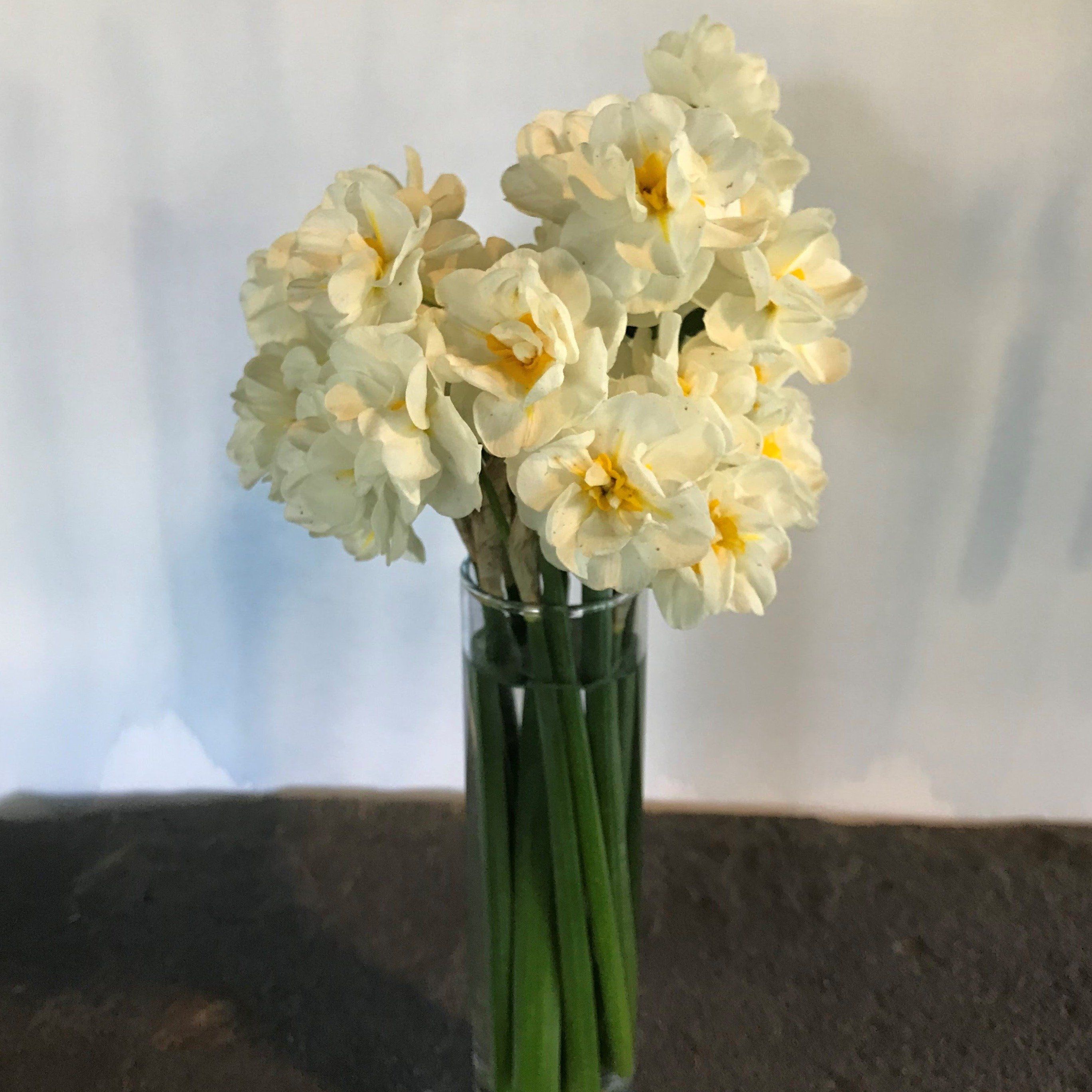 Narcissus "Bridal Crown" vendor-unknown