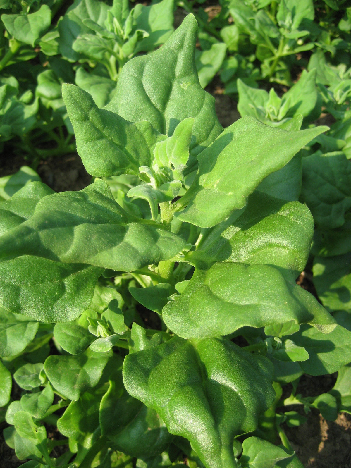 Fresh New Zealand Spinach vegetables from Hudson Valley Seed Co. displayed in a market setting.