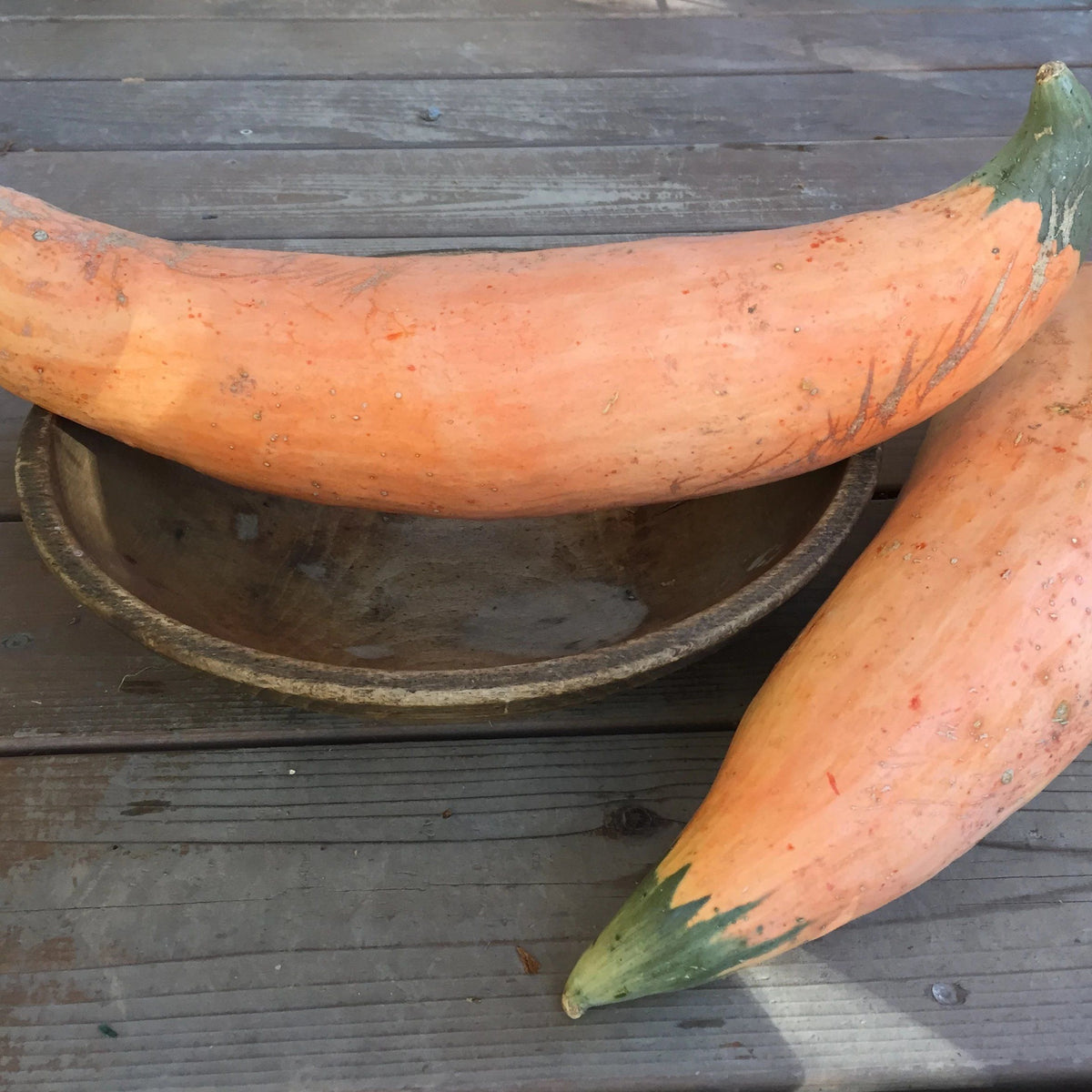 North Georgia Candy Roaster vegetable from Hudson Valley Seed Co., showing a fresh, orange, ribbed squash on a farm stand.
