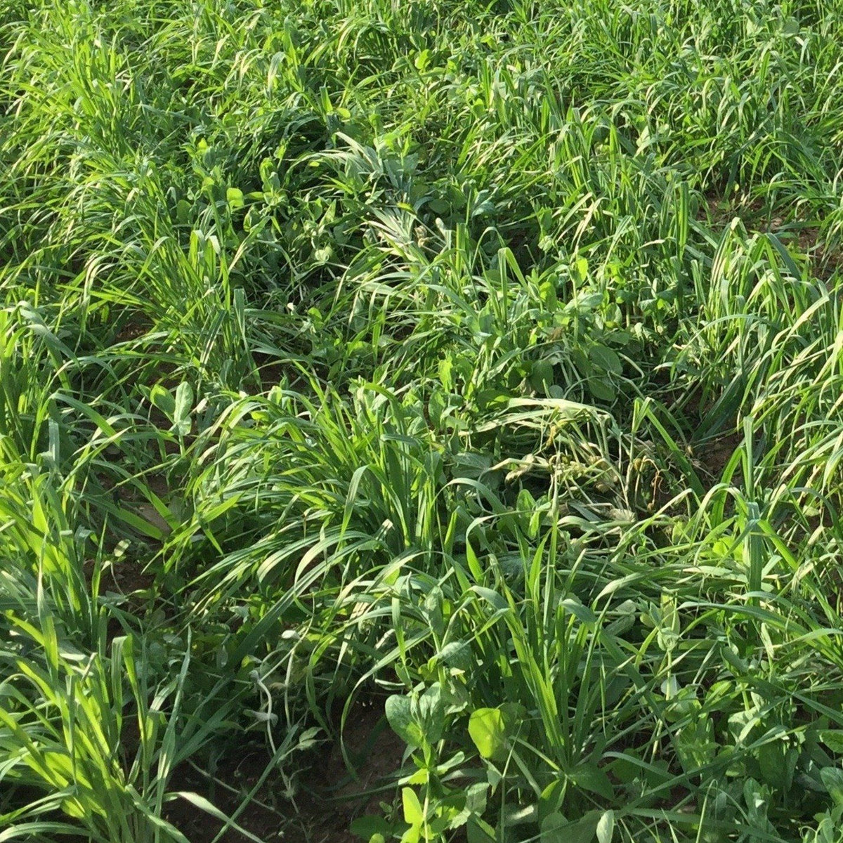 Oats cover crop seed from Hudson Valley Seed Co., showing small oat seeds in a natural setting.