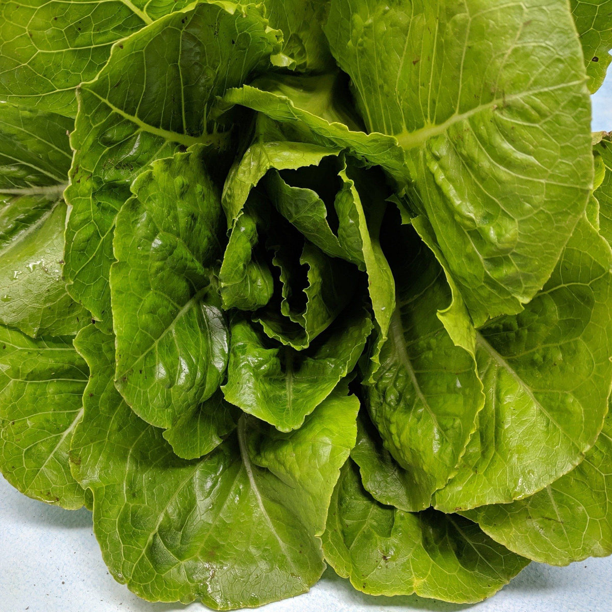 Young Parris Island Cos lettuce seedlings from Hudson Valley Seed Co. ready for planting in a vegetable garden.