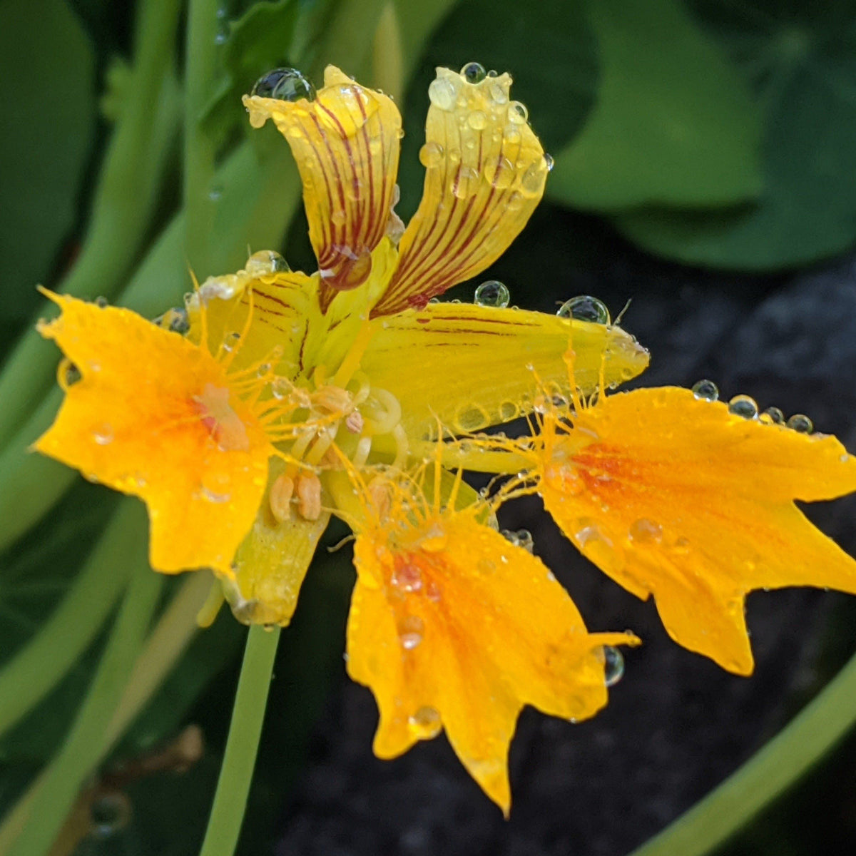 Bright Phoenix Nasturtium flowers with vibrant orange and red blooms, showcased by Hudson Valley Seed Co.